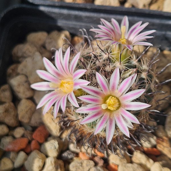 Mammillaria unihamata (weingartiana)